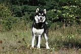 ALASKAN MALAMUTE 384